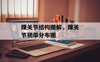 踝关节结构图解，踝关节韧带分布图