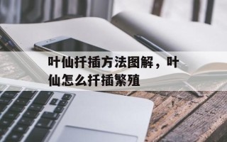 叶仙扦插方法图解，叶仙怎么扦插繁殖