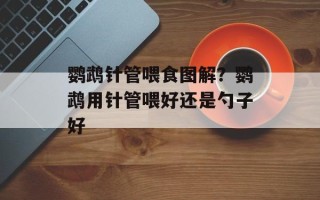 鹦鹉针管喂食图解？鹦鹉用针管喂好还是勺子好