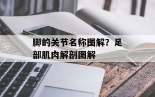 脚的关节名称图解？足部肌肉解剖图解