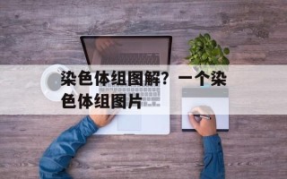 染色体组图解？一个染色体组图片