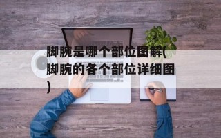 脚腕是哪个部位图解(脚腕的各个部位详细图)