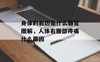 身体的右边是什么器官图解，人体右腹部疼痛什么原因
