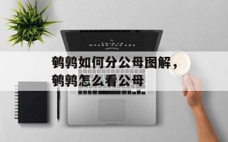 鹌鹑如何分公母图解，鹌鹑怎么看公母