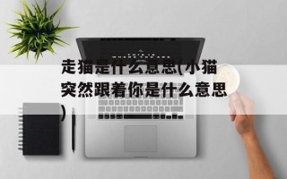 走猫是什么意思(小猫突然跟着你是什么意思)