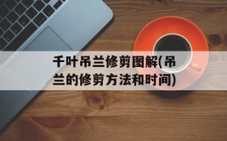 千叶吊兰修剪图解(吊兰的修剪方法和时间)