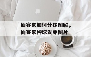 仙客来如何分株图解，仙客来种球发芽图片