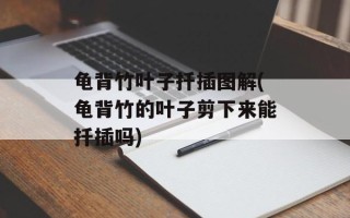 龟背竹叶子扦插图解(龟背竹的叶子剪下来能扦插吗)