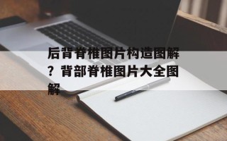 后背脊椎图片构造图解？背部脊椎图片大全图解
