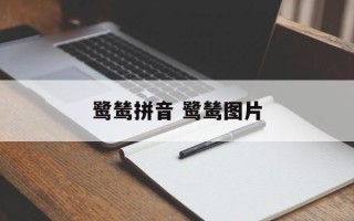 鹭鸶拼音 鹭鸶图片