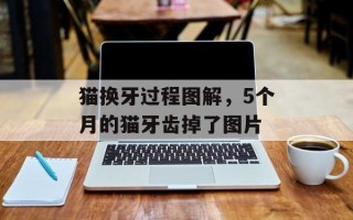 猫换牙过程图解，5个月的猫牙齿掉了图片