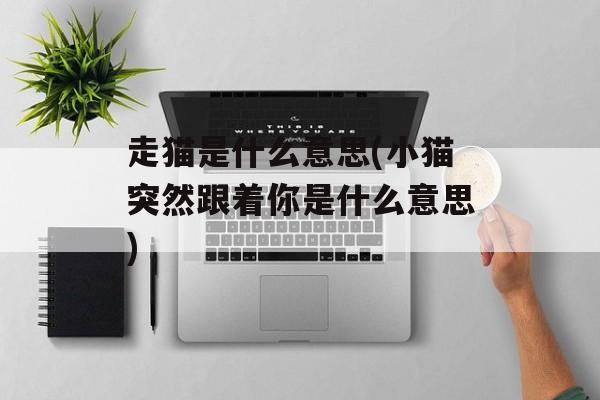 走猫是什么意思(小猫突然跟着你是什么意思)-第1张图片-