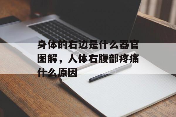 身体的右边是什么器官图解，人体右腹部疼痛什么原因-第1张图片-