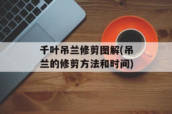 千叶吊兰修剪图解(吊兰的修剪方法和时间)-第1张图片-