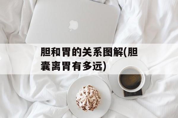 胆和胃的关系图解(胆囊离胃有多远)-第1张图片-