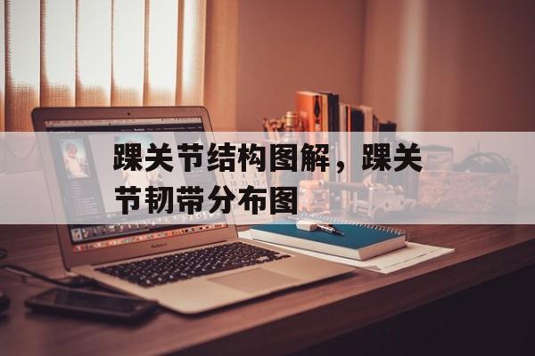 踝关节结构图解，踝关节韧带分布图-第1张图片-