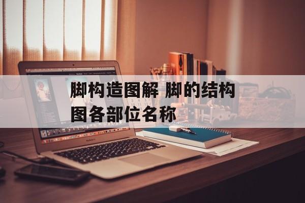 脚构造图解 脚的结构图各部位名称-第1张图片-