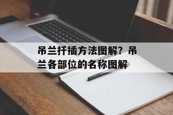吊兰扦插方法图解？吊兰各部位的名称图解-第1张图片-