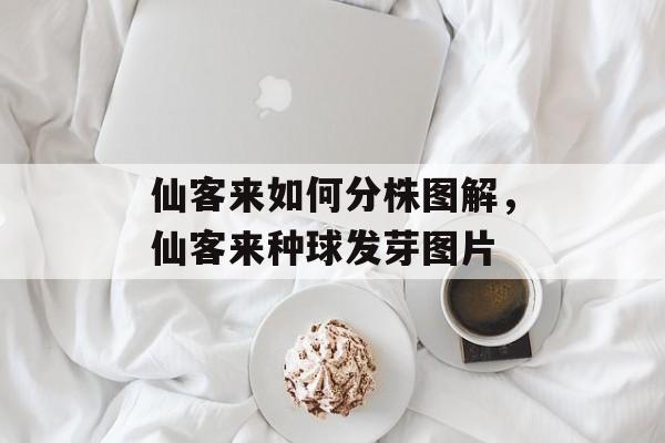 仙客来如何分株图解，仙客来种球发芽图片-第1张图片-